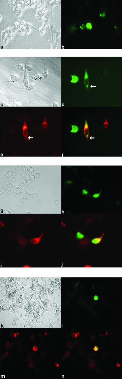 FIG. 4.