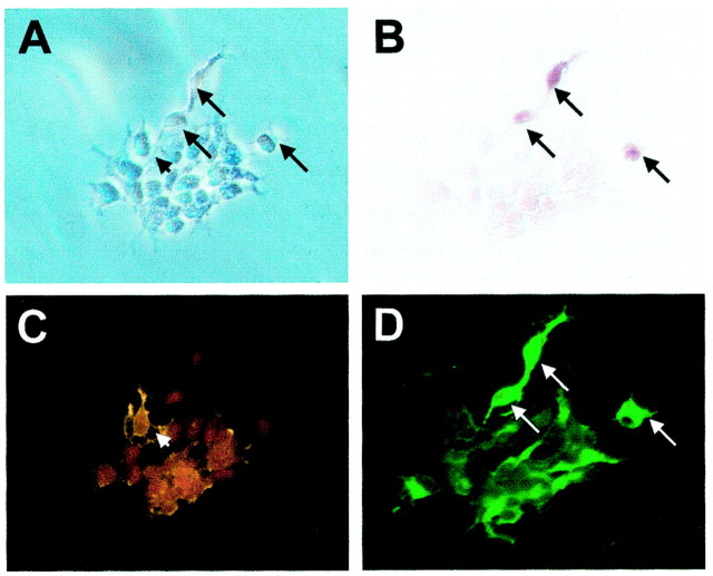 Fig. 8.