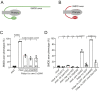 Figure 1. The Wnt ligand CWN-2 and Ror receptor CAM-1 control SMDD axonal development