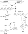 Fig 5.