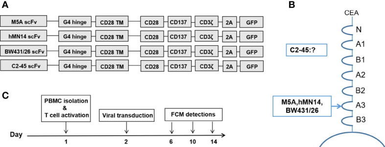 Figure 2