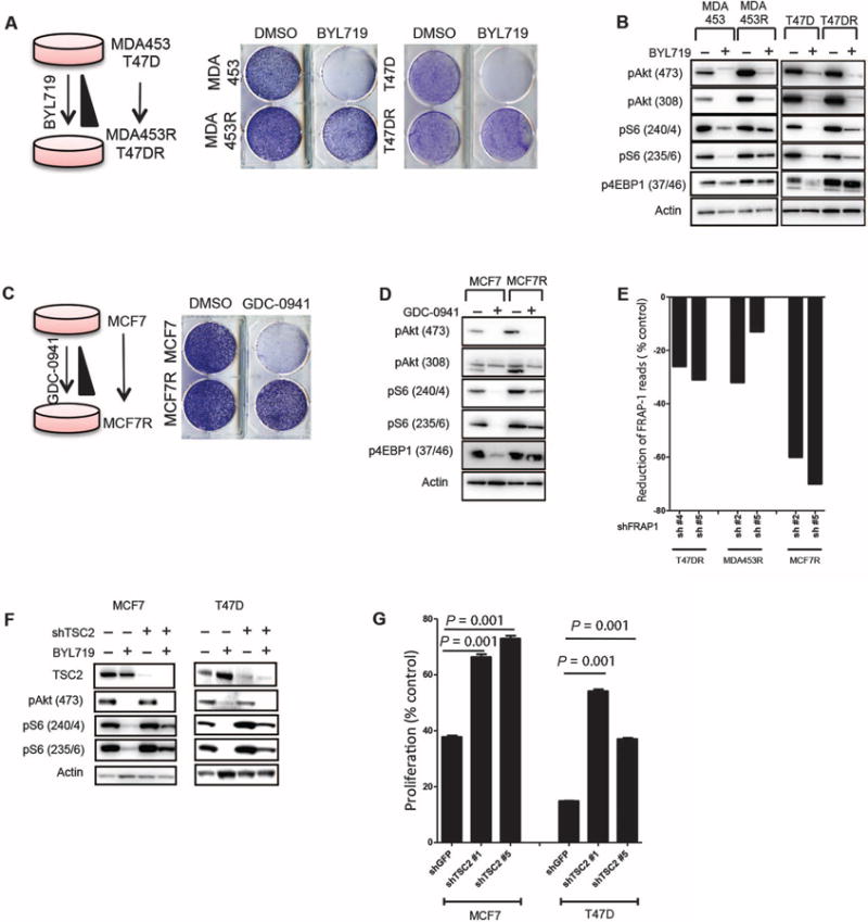 mTORC1 Inhibition Is Required for Sensitivity to PI3K p110α Inhibitors ...