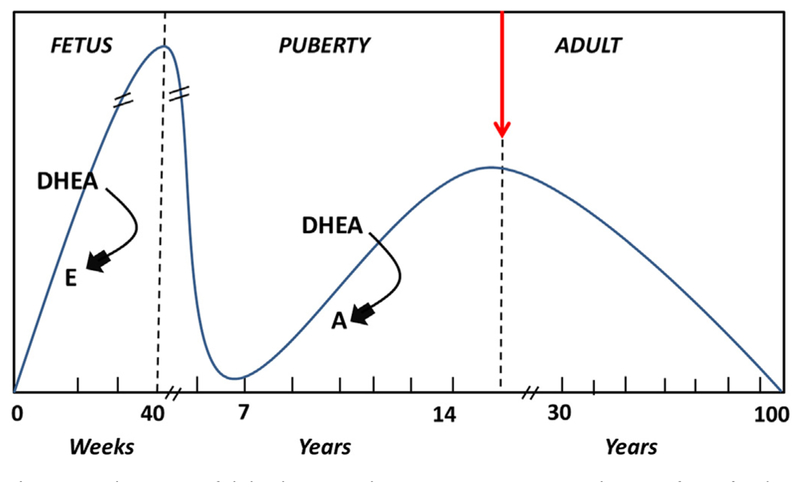 Fig. 13.