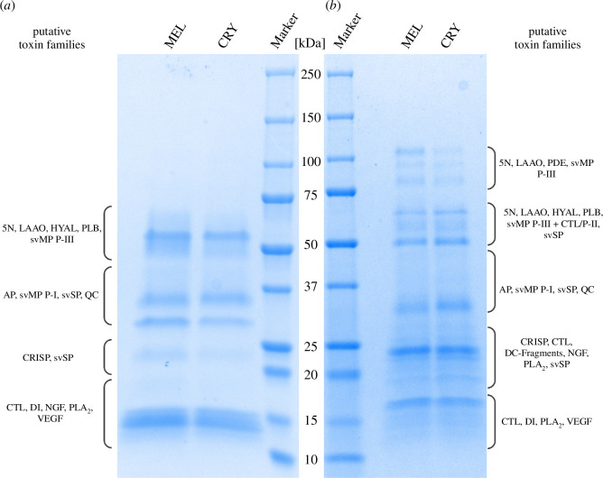 Analysis of Vipera berus venom samples from melanistic (MEL) and cryptic (CRY) phenotypes by SDS-PAGE.