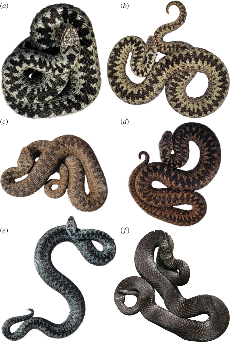 Colour and dorsal pattern variation in German Vipera berus.