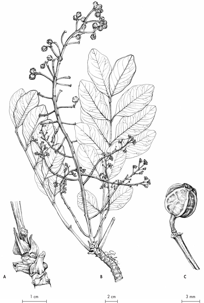 Fig. 6