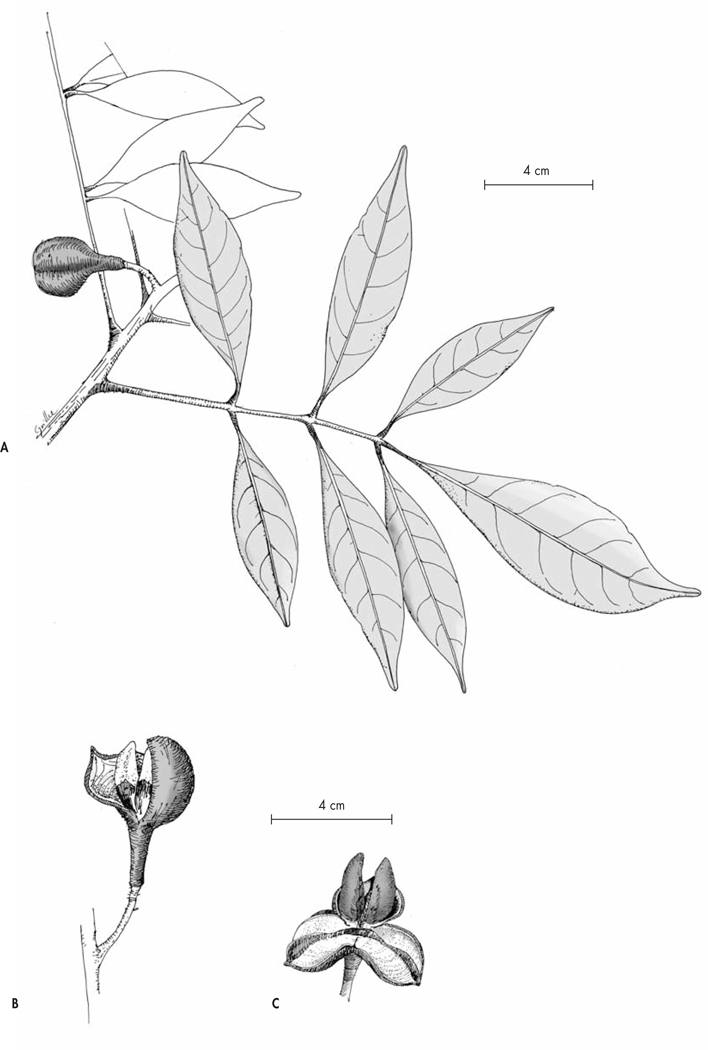 Fig. 10