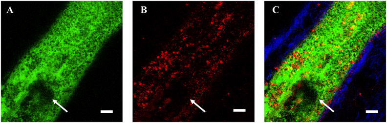 Figure 3: