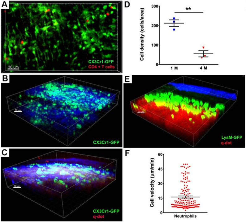 Figure 2: