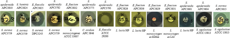 FIGURE 1