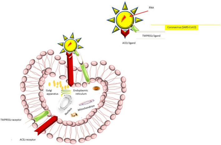 FIGURE 2