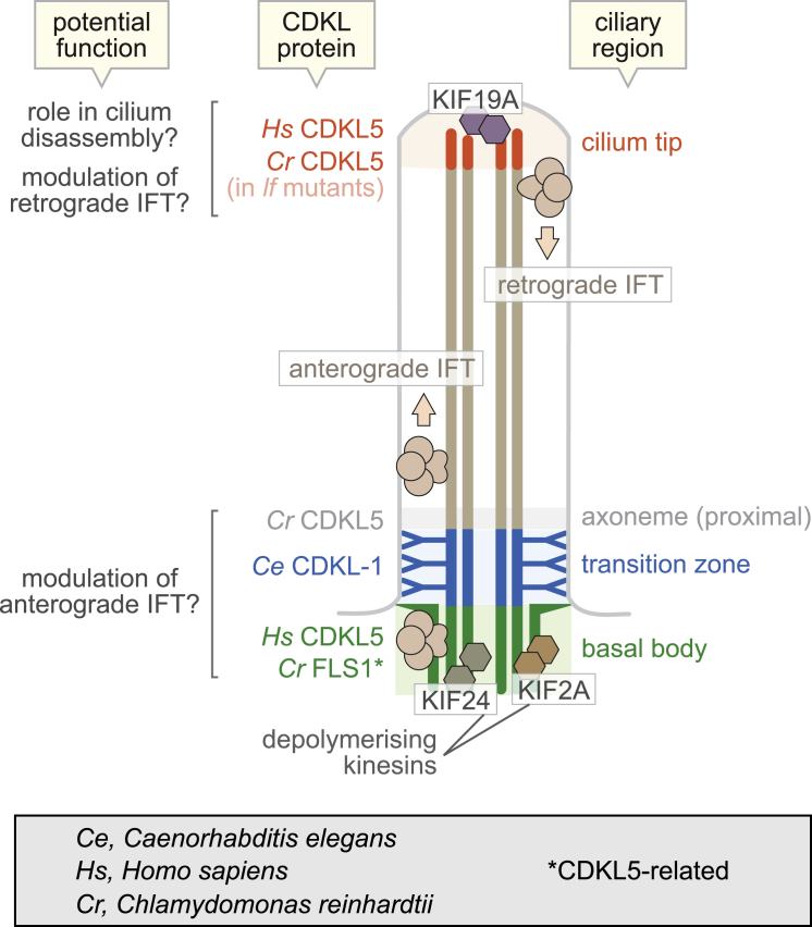 Figure 5