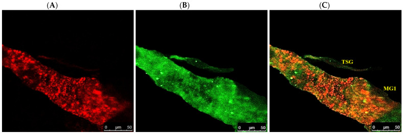 Figure 7