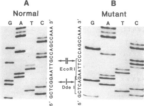 graphic file with name pnas01057-0341-a.jpg