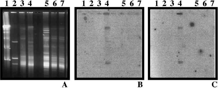 FIG. 5