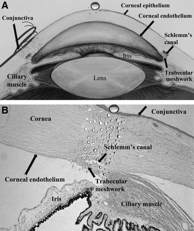 FIG. 1.