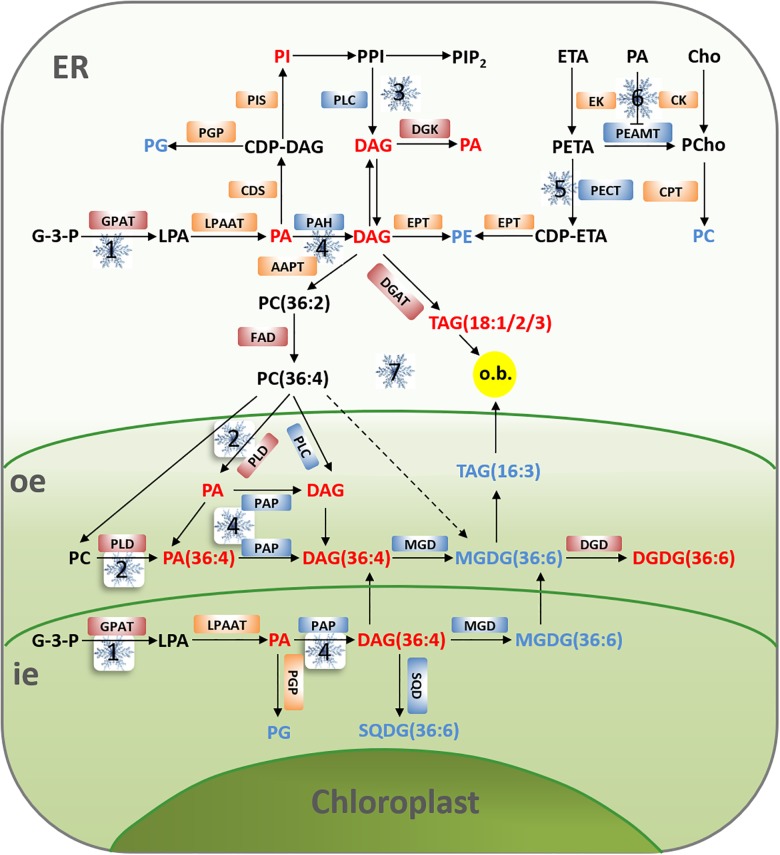 FIGURE 4