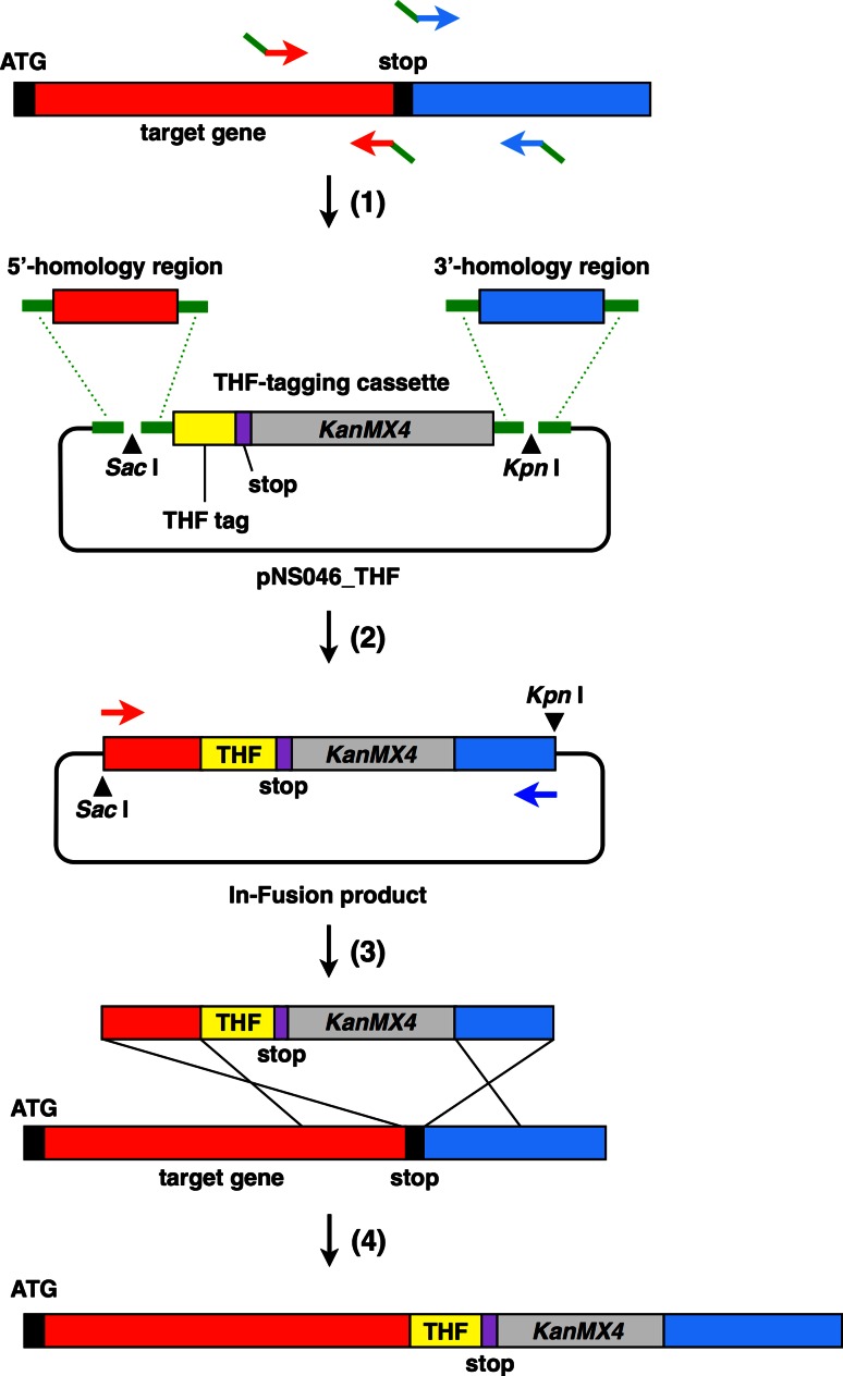 Fig. 2