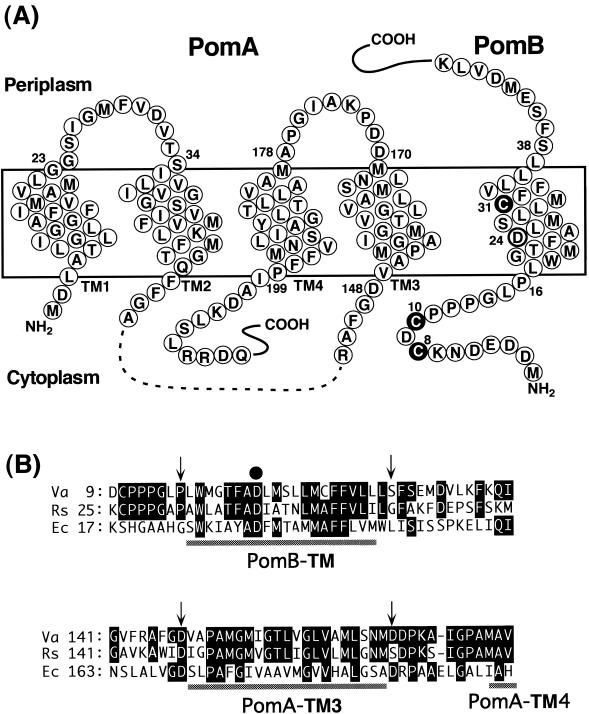 FIG. 1.