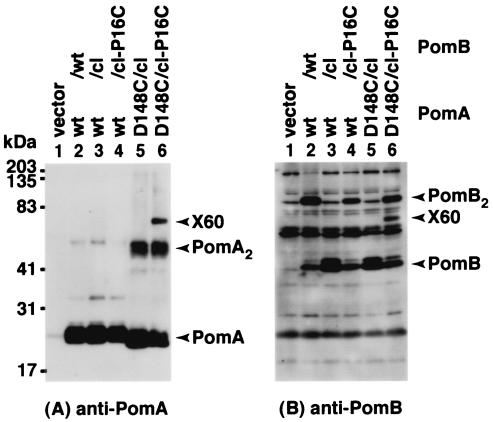 FIG. 8.