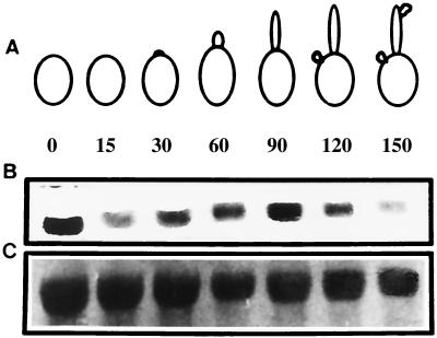 FIG. 5