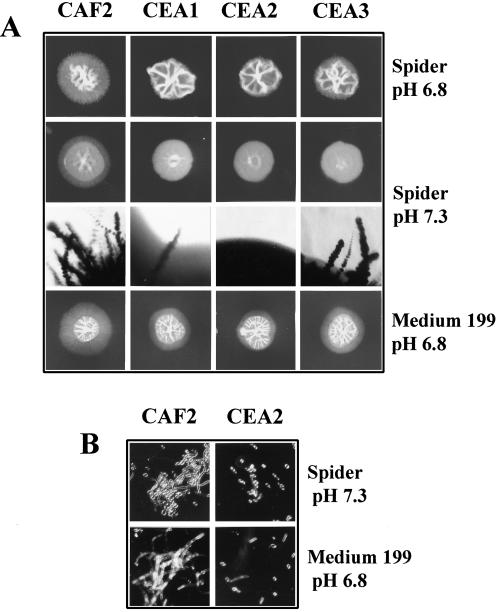 FIG. 4