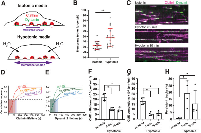 FIGURE 2: