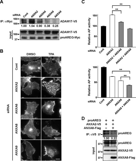 FIGURE 4: