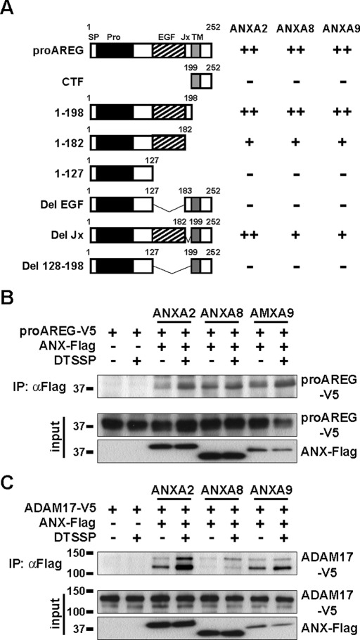 FIGURE 5: