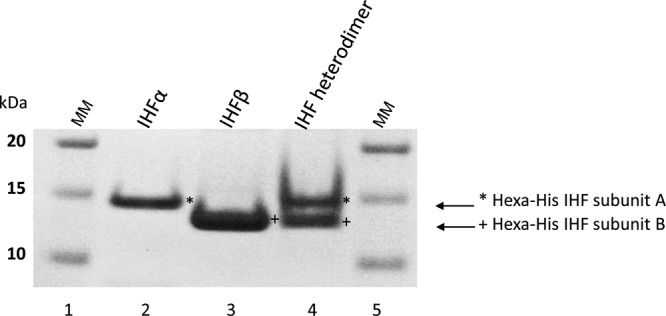 FIG 1