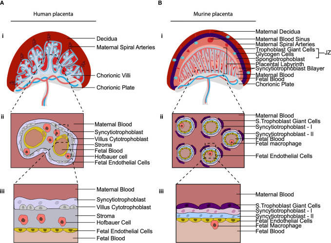 Figure 3