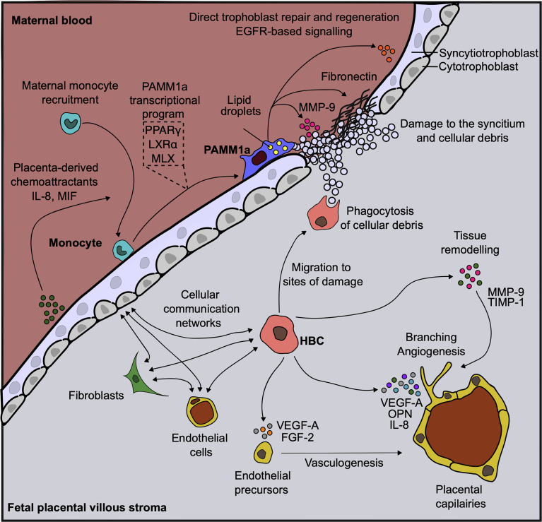 Figure 2