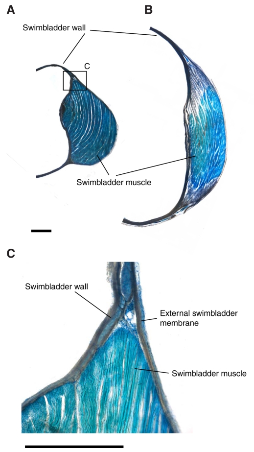 Fig. 10.