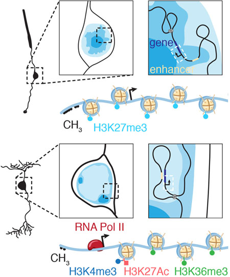 graphic file with name nihms-1538637-f0001.jpg