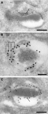 FIG. 7.