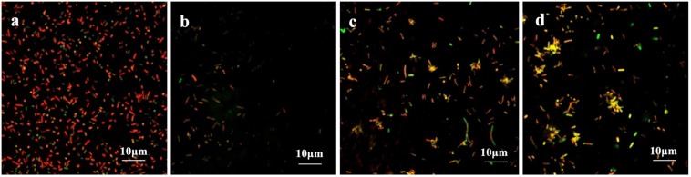 FIGURE 4