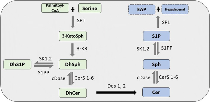 Fig. 1