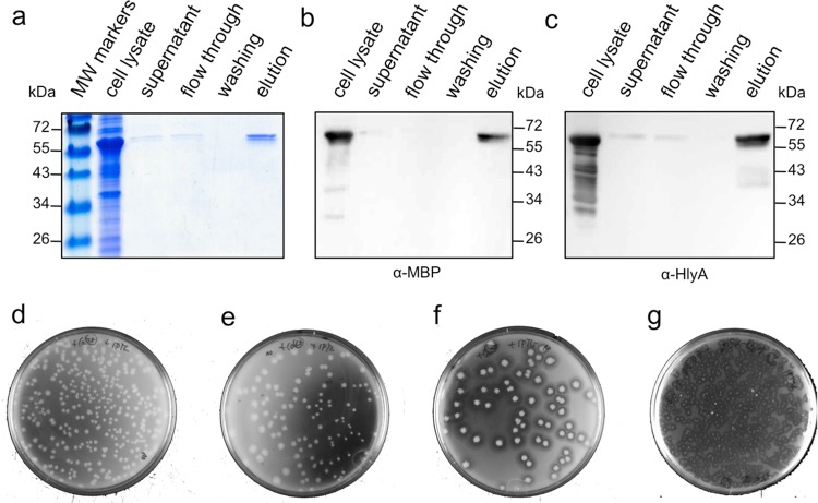 FIG 6