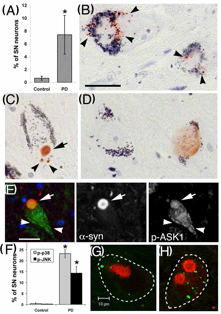 Fig. 9