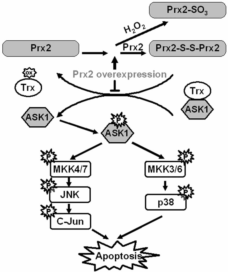 Fig. 10