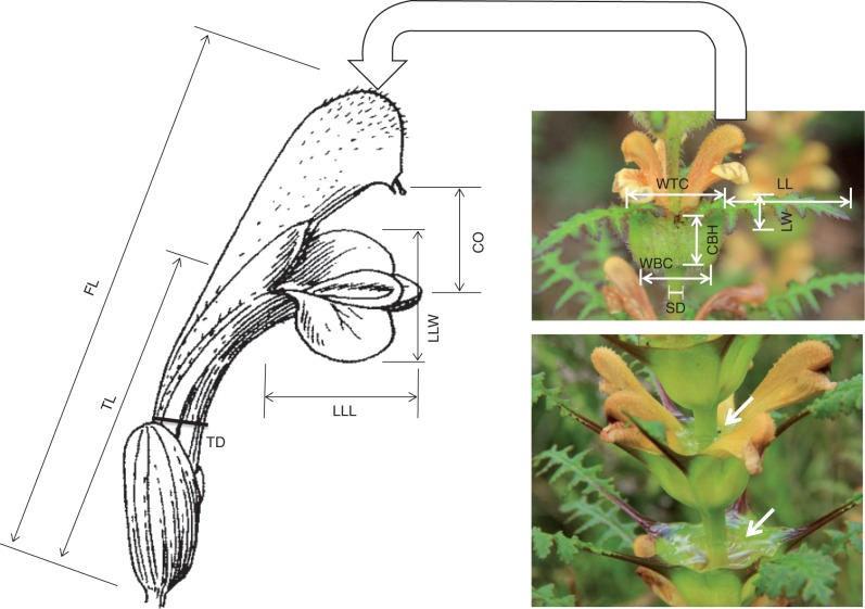 Fig. 1.