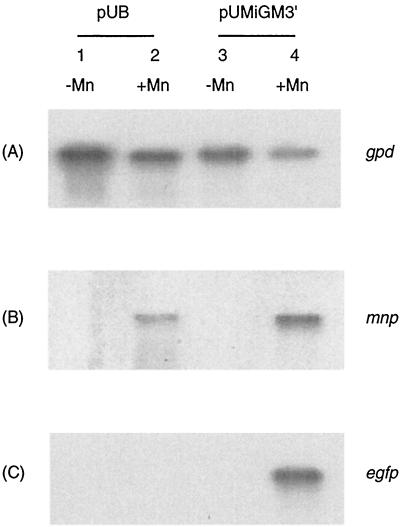 FIG. 7