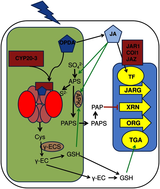 Fig. 1.