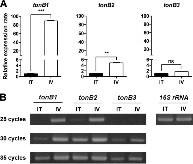 FIG 1