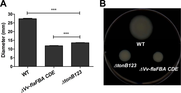 FIG 6