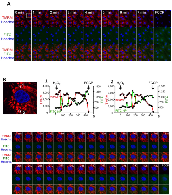 Figure 6