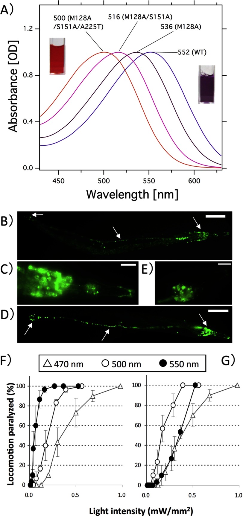 FIGURE 5.