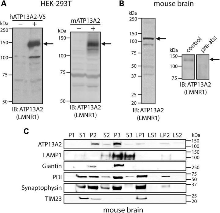 Figure 1.