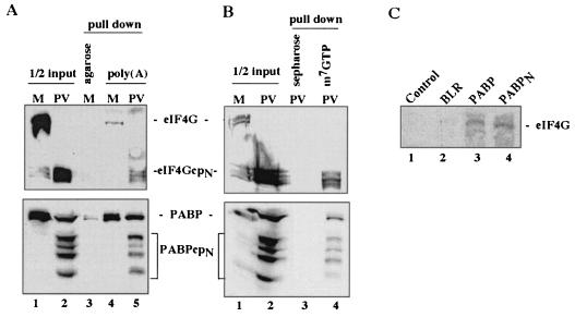 FIG. 5.