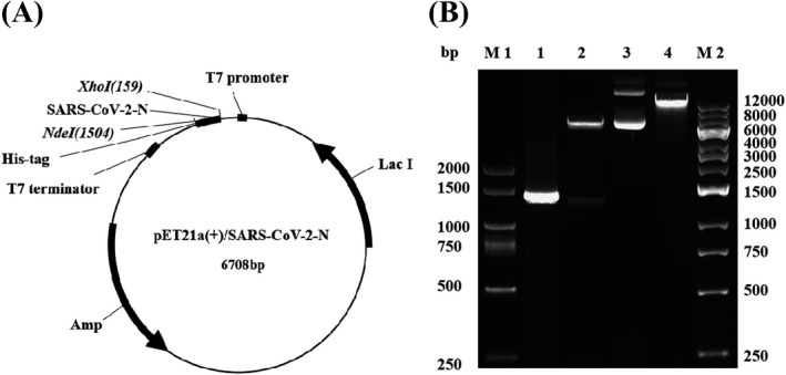 FIGURE 1